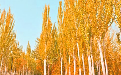 白楊禮贊仿寫作文(通用21篇)