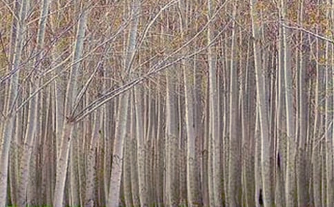 《白楊》教學(xué)札記