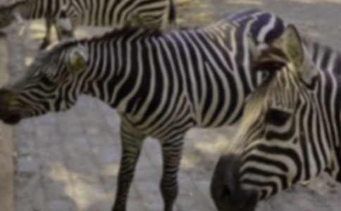 文明斑馬線作文