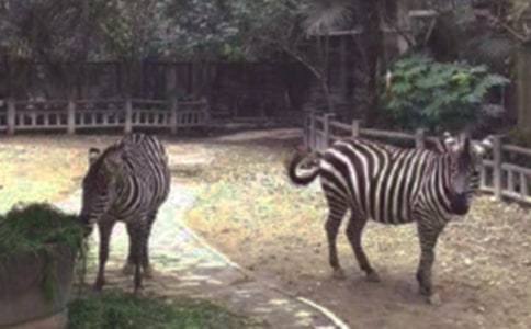 �Y׌���R���ľ���