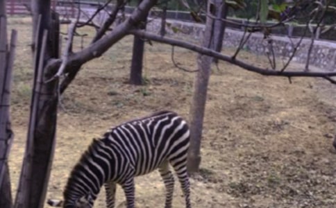 ���R��������