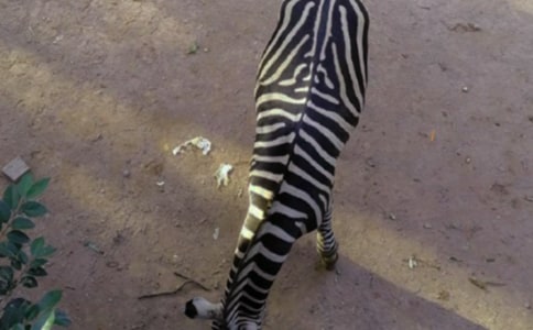 文明禮讓斑馬線倡議書