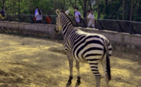 ���R������