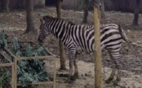 ����İ��R��