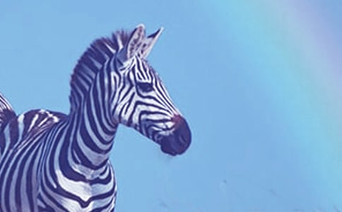 �������R������