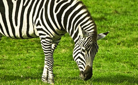 �����Y׌���R�����h��