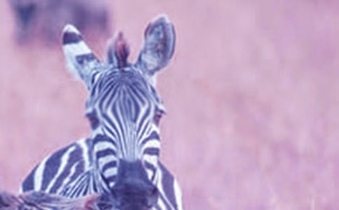 �P(gu��n)�ڶY׌���R������