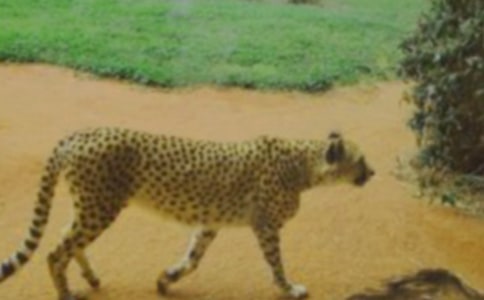 ����һֻ��������