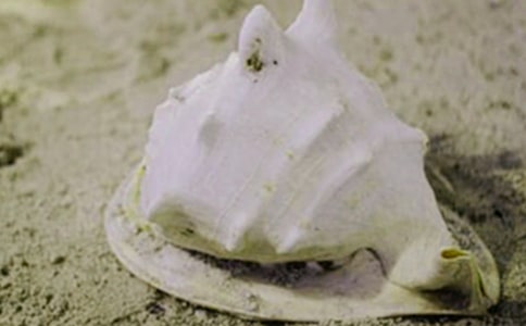 ؐ�������Ĵ�ȫ[15ƪ]