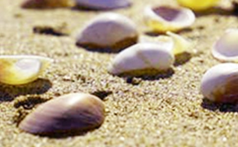 貝殼的啟示作文