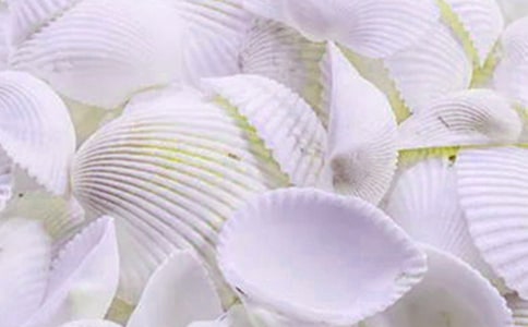 海邊的貝殼作文