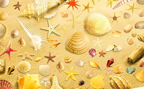 關(guān)于貝殼的作文