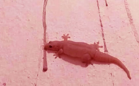 С�ڻ���β�����ļ��\15ƪ