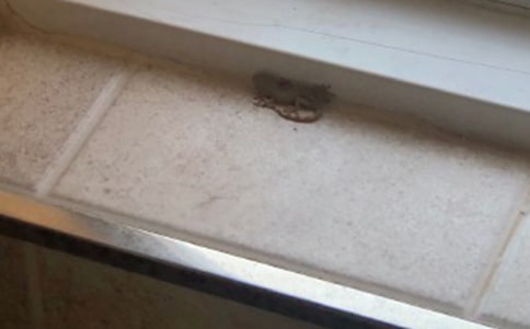 С�ڻ�����