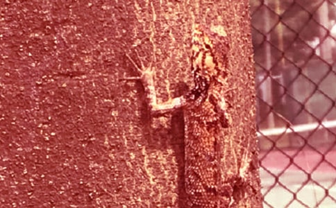 �P�ڱڻ�����