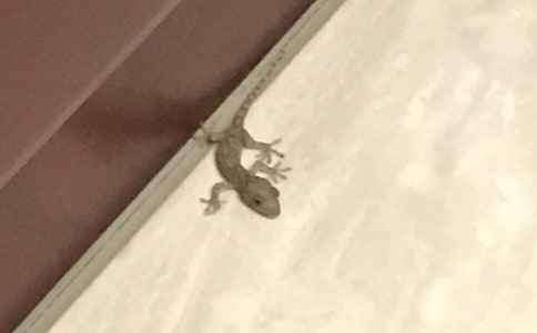 小壁虎借尾巴作文通用15篇