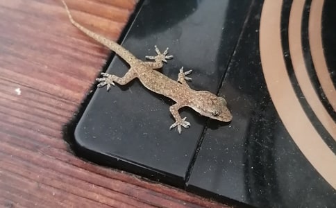 小壁虎作文(集錦15篇)