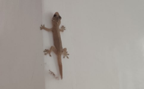 С�ڻ�����