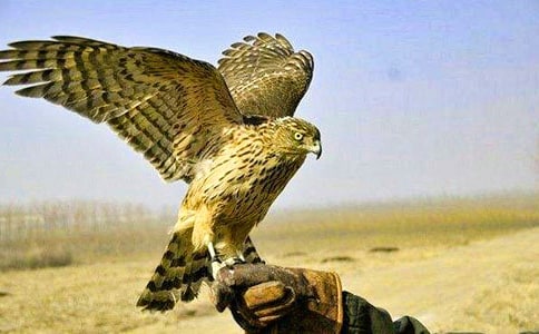 關(guān)于描寫蒼鷹句子
