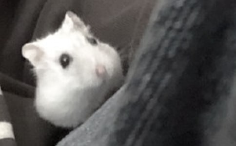 (��(y��u))�ɐ۵�С�}������