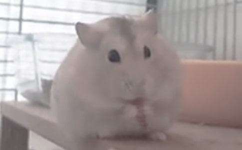 ��С�}������ģ����x26ƪ��