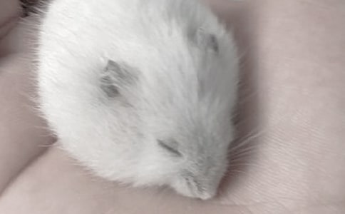 可愛的倉鼠作文500字