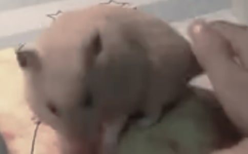 �ɐ۵Ă}��(y��u)������