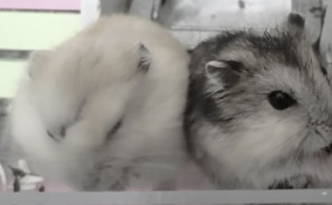 �ҵ�С�}�����ģ����x19ƪ��