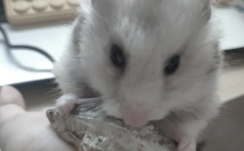 養(yǎng)倉(cāng)鼠作文