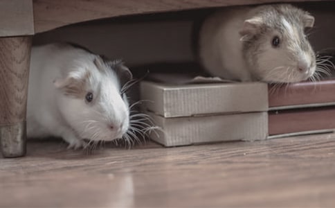 �ɐ۵Ă}(c��ng)������15ƪ