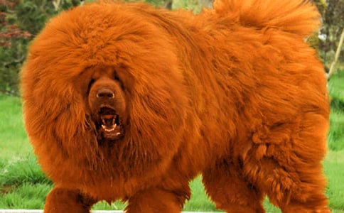 描寫藏獒的句子