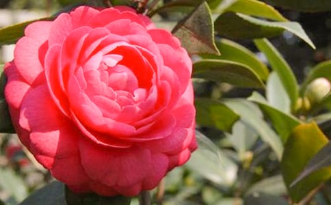 ɽ�軨���ġ�ͨ��15ƪ��