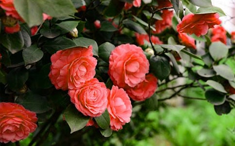 �P(gu��n)��ɽ�軨�ľ���