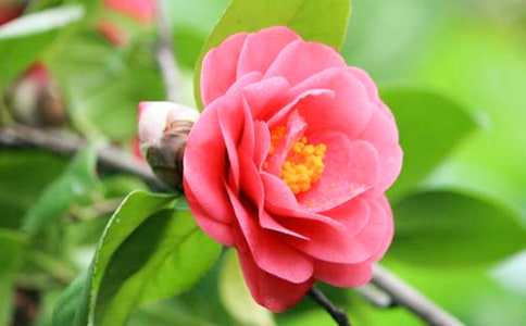 ������ɽ�軨С�W(xu��)�����ģ����x3ƪ��