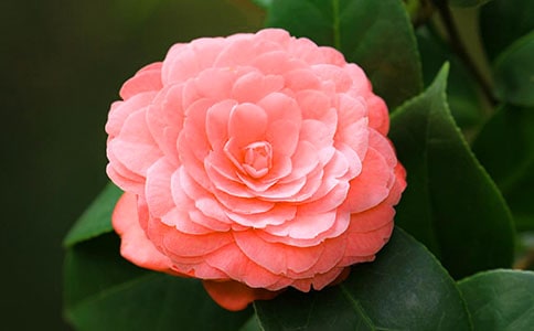 ���P(gu��n)������ɽ�軨С�W(xu��)�����ģ�ͨ��3ƪ��