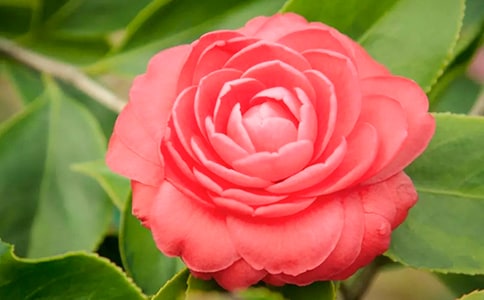 關(guān)于茶花的作文15篇