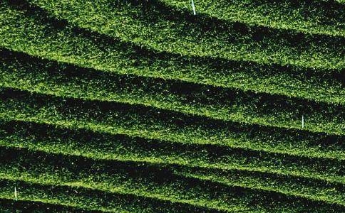 上半年茶葉產(chǎn)業(yè)工作總結(jié)