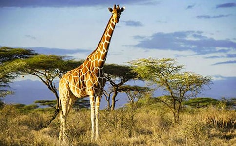 �L�i¹����