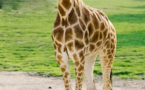 小班美術(shù)繪畫教案《萌萌的長(zhǎng)頸鹿》含反思