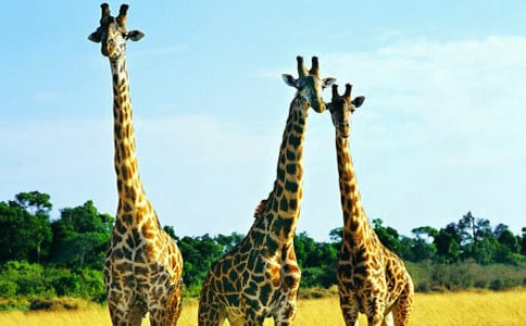 �L�i¹��������