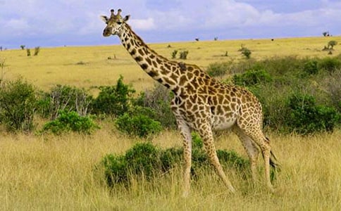 ������g�̰��L�i¹