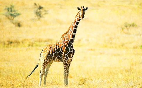 中班美術(shù)長(zhǎng)頸鹿教案及反思