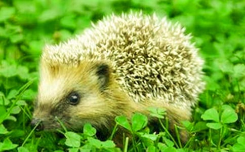 可愛的刺猬作文