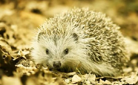 ��⬠C�l(f��)����