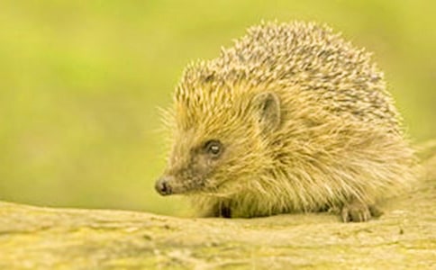 ��؈�c�������