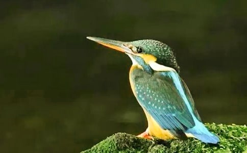 小學(xué)語文教案:翠鳥8篇