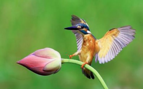 著名特級教師于永正《翠鳥》教學(xué)賞析