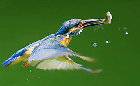 小學(xué)三年級(jí)語(yǔ)文《翠鳥》語(yǔ)文教案