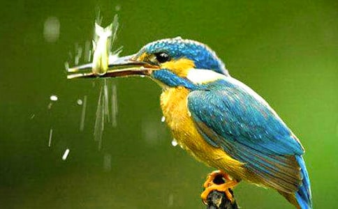 翠鳥語文教案(15篇)