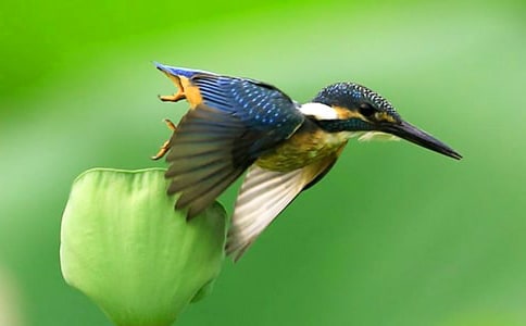 小學(xué)三年級語文《翠鳥》教案(7篇)